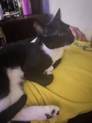 Reunited Male Cat last seen Cherry & Kentucky (Glendale), Denver, CO 80246