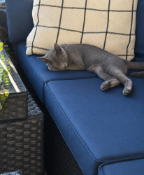 Lost Male Cat last seen Blue Heron and Golf Club Dr, Sebring, FL 33870