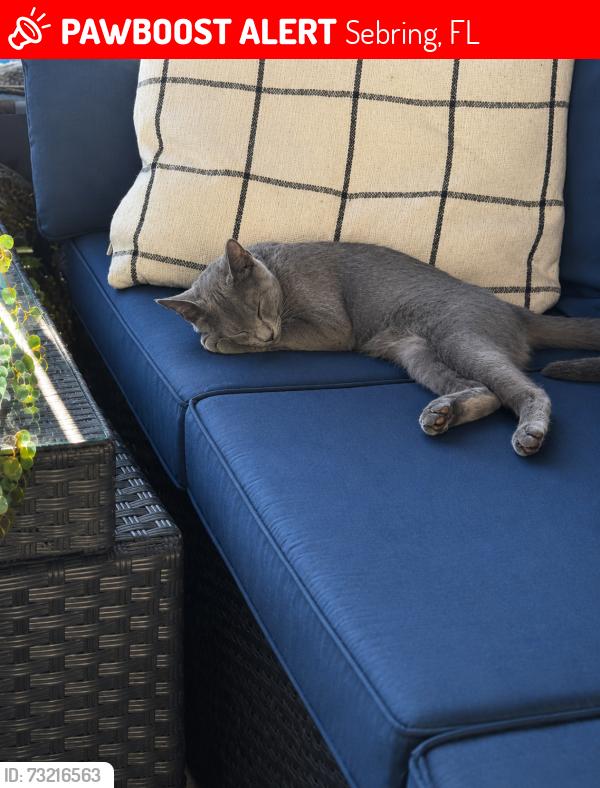 Lost Male Cat last seen Blue Heron and Golf Club Dr, Sebring, FL 33870