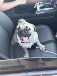 Found/Stray Male Dog last seen Cliffstone Hills, Conroe, TX 77301