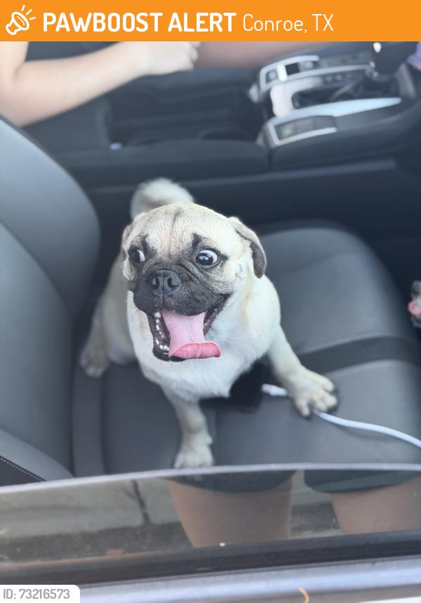 Found/Stray Male Dog last seen Cliffstone Hills, Conroe, TX 77301
