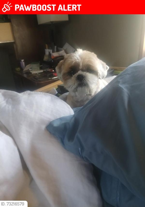 Lost Male Dog last seen Weis, East Stroudsburg, PA 18301