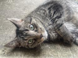 Reunited Male Cat last seen Millican falls, Houston, TX 77429