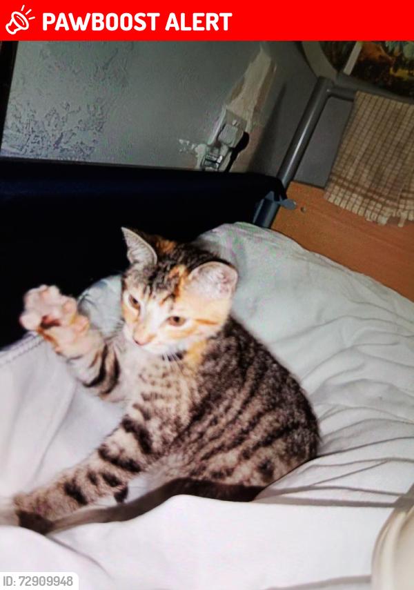 Lost Female Cat last seen Ash Road, Kent, England DA12 5LW