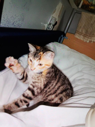 Lost Female Cat last seen Ash Road, Kent, England DA12 5LW