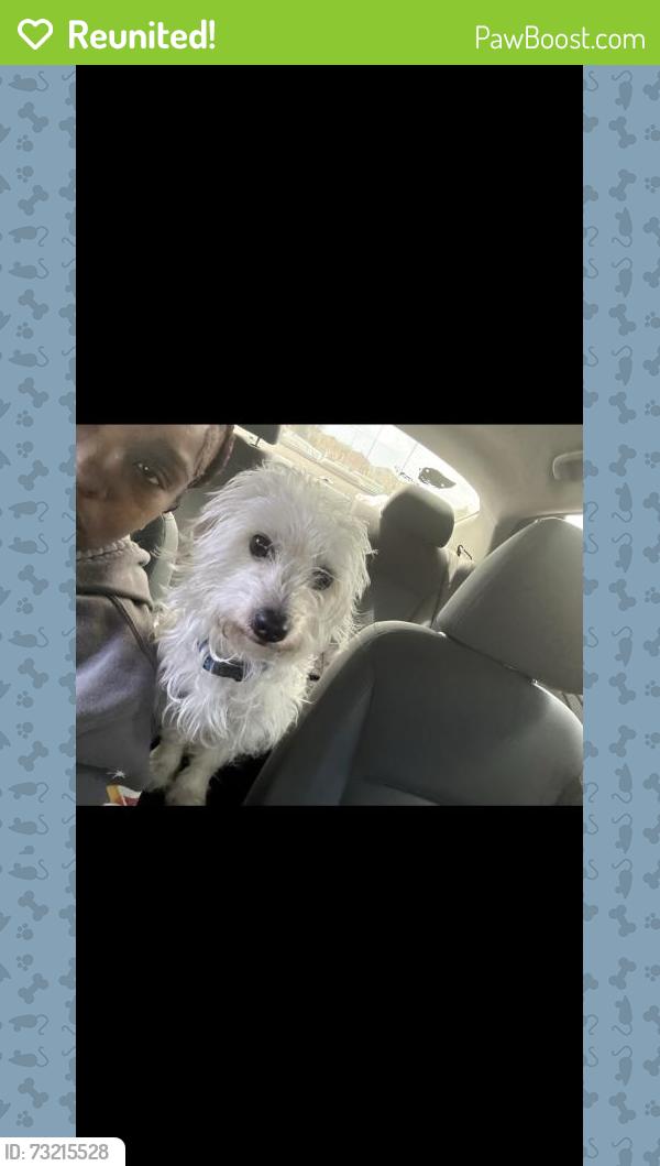 Reunited Male Dog last seen Near S Nellis Blvd, Las Vegas, NV 89121, USA, Las Vegas, NV 89121