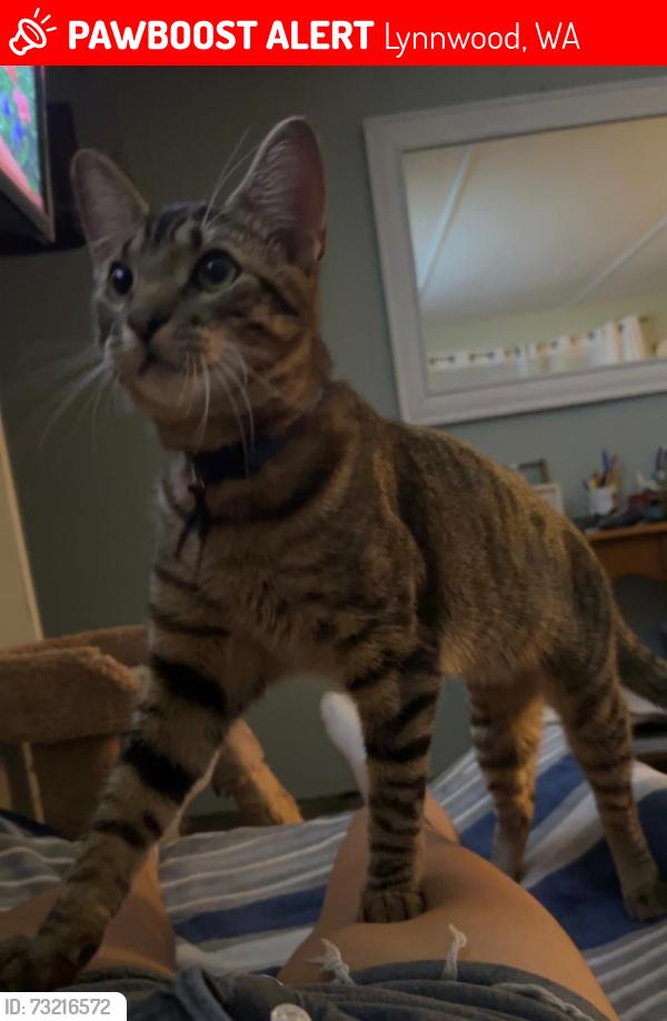 Lost Male Cat last seen 15905hwy99lynnwood wa 98087, Lynnwood, WA 98087