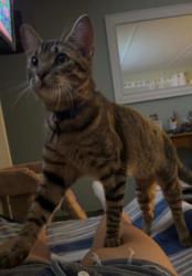 Lost Male Cat last seen 15905hwy99lynnwood wa 98087, Lynnwood, WA 98087