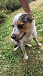 Reunited Male Dog last seen SE Richy Rd between Foster and 182nd, Gresham, OR 97080