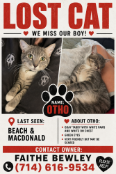 Reunited Male Cat last seen Beach and macdonald, Huntington Beach, CA 92647