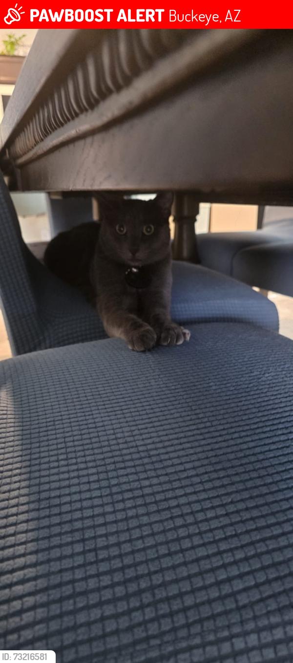 Lost Male Cat last seen Tartesso pkwy & white tank vista, Buckeye, AZ 85396