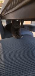 Lost Male Cat last seen Tartesso pkwy & white tank vista, Buckeye, AZ 85396