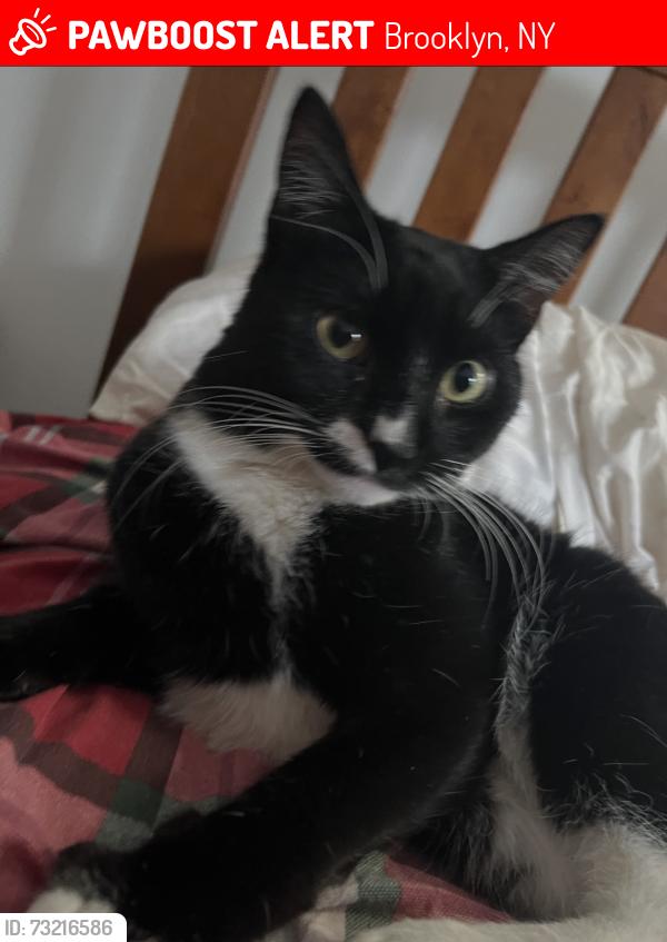 Lost Female Cat last seen tompkins & hancock, Brooklyn, NY 11216
