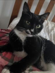 Lost Female Cat last seen tompkins & hancock, Brooklyn, NY 11216