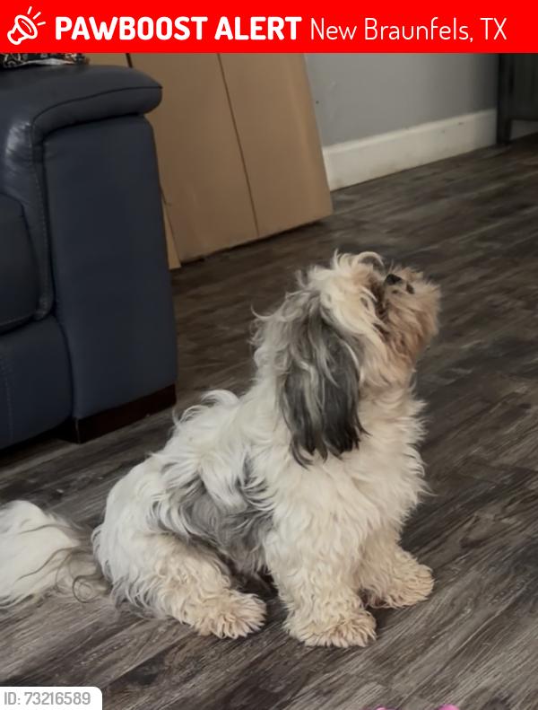 Lost Male Dog last seen San Augustine blvd, New Braunfels, TX 78132