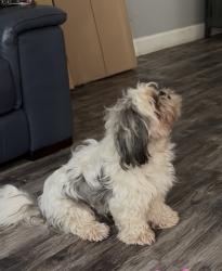 Reunited Male Dog last seen San Augustine blvd, New Braunfels, TX 78132