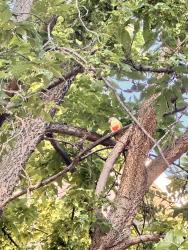 Found/Stray Unknown Bird last seen Lagoon Ave and James Ave, Minneapolis, MN 55408