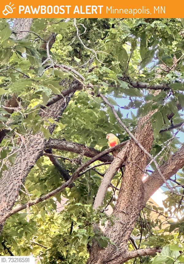Found/Stray Unknown Bird last seen Lagoon Ave and James Ave, Minneapolis, MN 55408