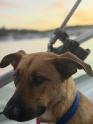 Lost Female Dog last seen Marina drive by state park cabins, Hardin County, TN 38326