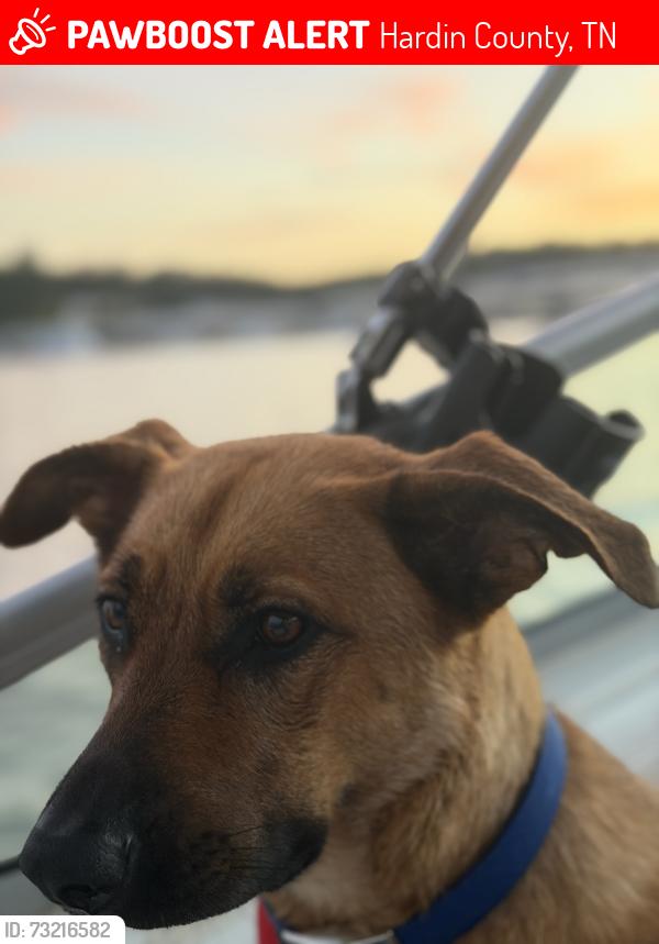 Lost Female Dog last seen Marina drive by state park cabins, Hardin County, TN 38326