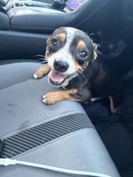 Reunited Male Dog last seen Cliffstone hills, Conroe, TX 77301