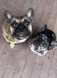 Reunited Unknown Dog last seen Near Goldentree Avenue, Fontana, CA 92337, USA, Fontana, CA 92337