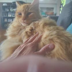 Reunited Male Cat last seen 28th and Grand, Spokane, WA 99223