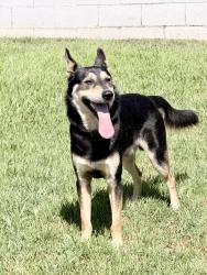 Found/Stray Male Dog last seen Faysmith and Manhattan Beach Blvd, Polk County, FL 33820