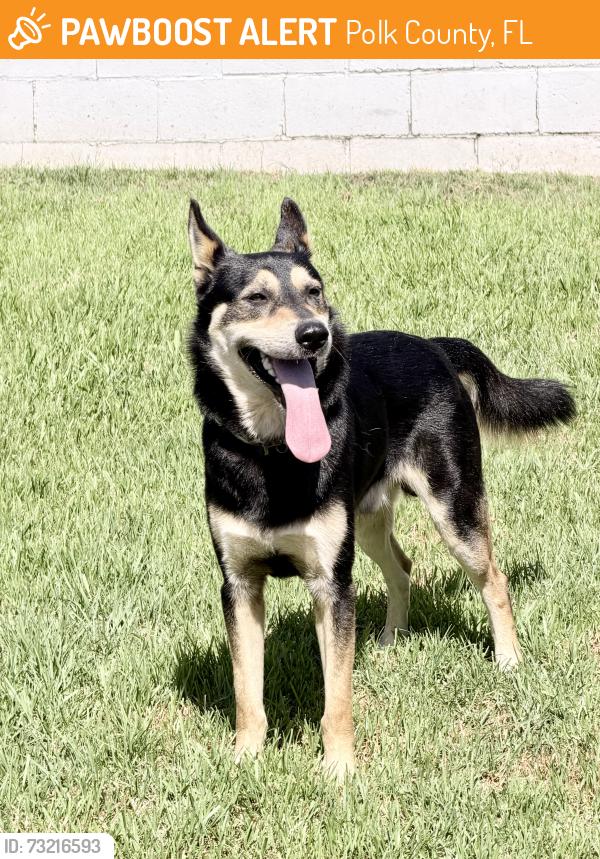 Found/Stray Male Dog last seen Faysmith and Manhattan Beach Blvd, Polk County, FL 33820