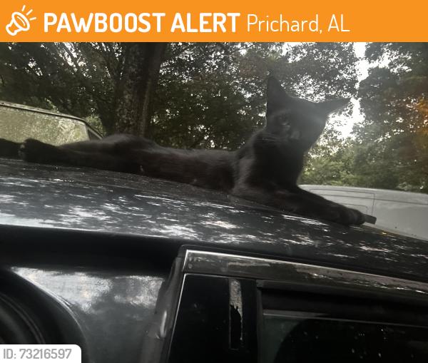 Found/Stray Female Cat last seen Near chickasabogue park, Prichard, AL 36613