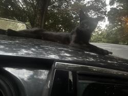 Found/Stray Female Cat last seen Near chickasabogue park, Prichard, AL 36613