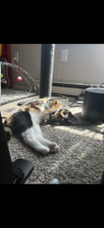 Lost Female Cat last seen Airport highway and Byrne road, Toledo, OH 43609