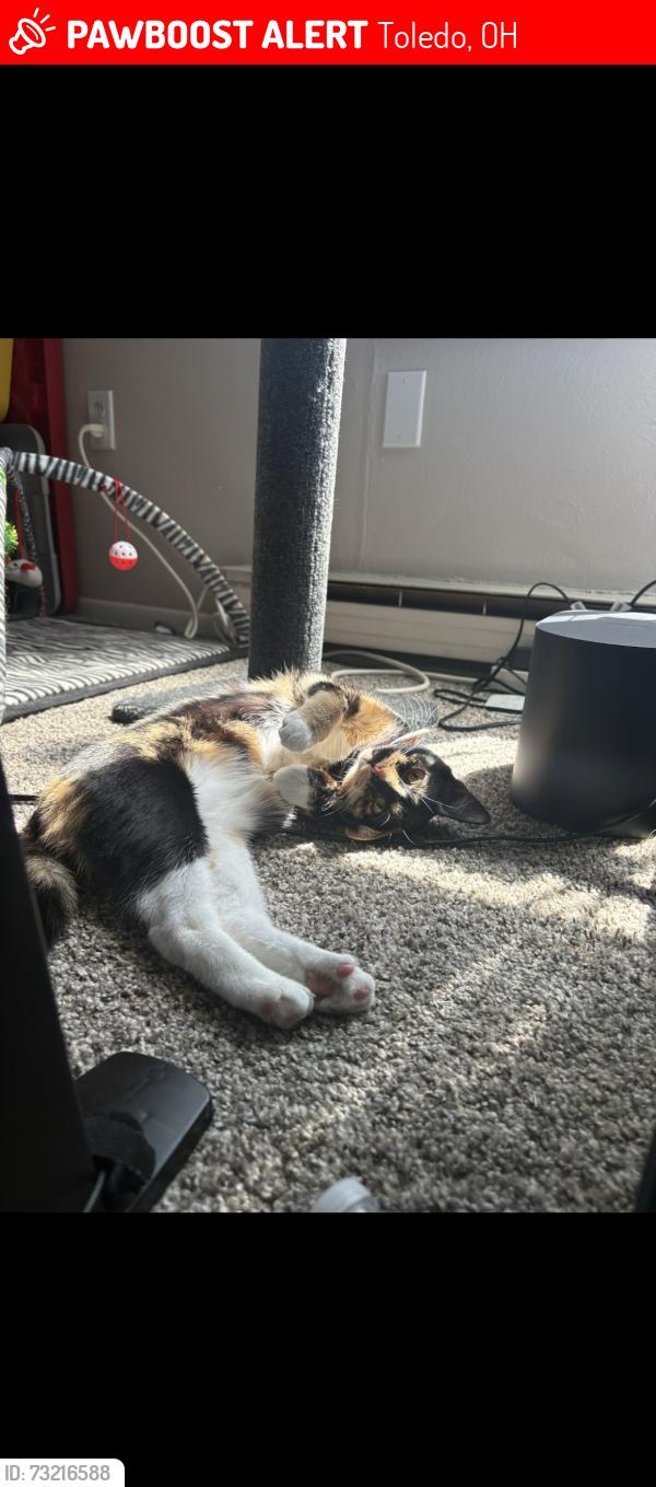 Lost Female Cat last seen Airport highway and Byrne road, Toledo, OH 43609