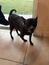 Found/Stray Male Dog last seen Horizons elementary, Davenport, FL 33836