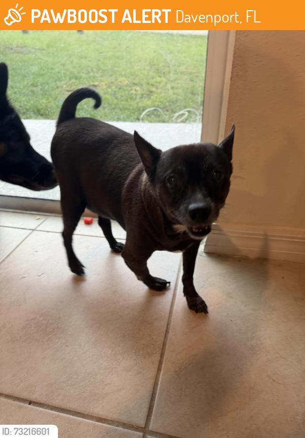 Found/Stray Male Dog last seen Horizons elementary, Davenport, FL 33836