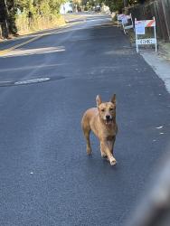 Reunited Male Dog last seen Near Monterey Blvd, Oakland, CA 94602, USA, Oakland, CA 94602