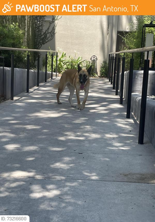 Found/Stray Female Dog last seen Cesar Chavez, San Antonio, TX 78205