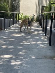 Found/Stray Female Dog last seen Cesar Chavez, San Antonio, TX 78205