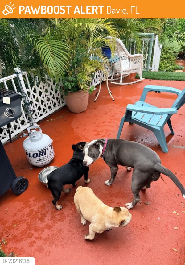 Found/Stray Female Dog last seen East state road 84 near Racetrack, Davie, FL 33324