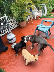 Found/Stray Female Dog last seen East state road 84 near Racetrack, Davie, FL 33324