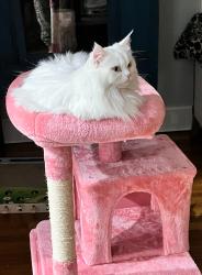 Lost Female Cat last seen Turner field, Sturbridge, MA 01566