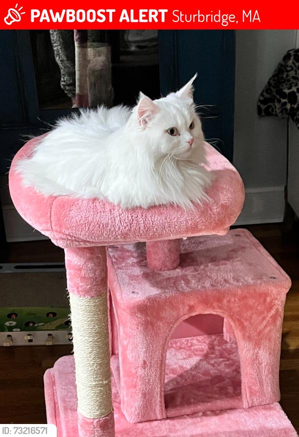 Lost Female Cat last seen Turner field, Sturbridge, MA 01566