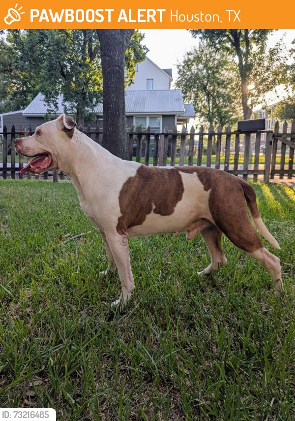 Found/Stray Male Dog last seen NE Heights, Houston, TX 77009