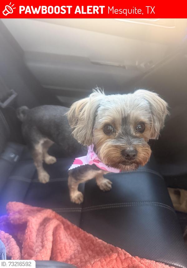 Lost Female Dog last seen Near, Mesquite, TX 75149