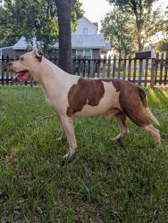 Found/Stray Male Dog last seen NE Heights, Houston, TX 77009