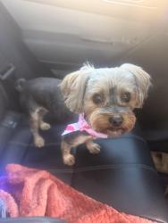 Lost Female Dog last seen Near, Mesquite, TX 75149