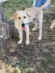 Found/Stray Male Dog last seen found wandering inside albertsons, Nampa, ID 83686