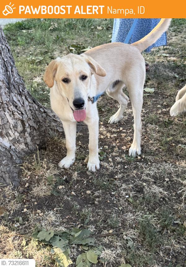 Found/Stray Male Dog last seen found wandering inside albertsons, Nampa, ID 83686