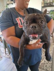 Found/Stray Female Dog last seen 120th and Tieton drive, Tieton, WA 98947
