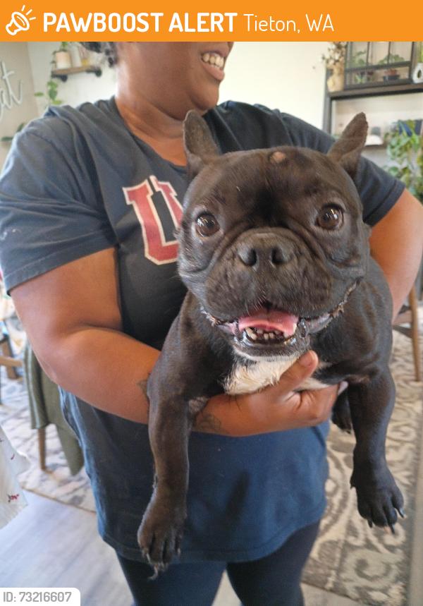 Found/Stray Female Dog last seen 120th and Tieton drive, Tieton, WA 98947